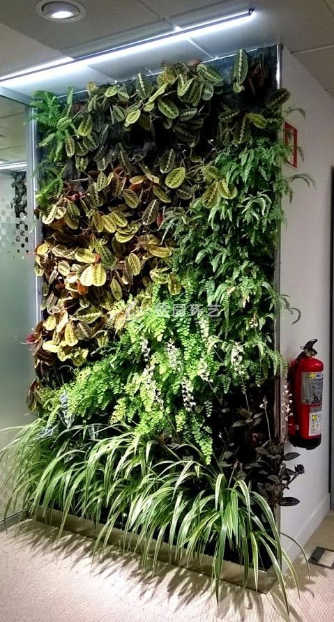 小型植物墙