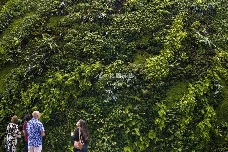 植物墙案例