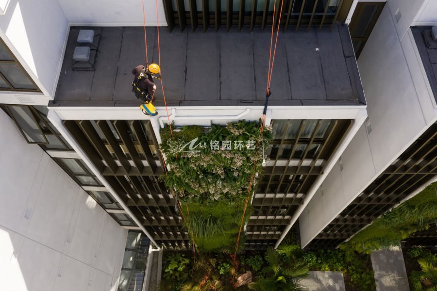 植物墙行业视察