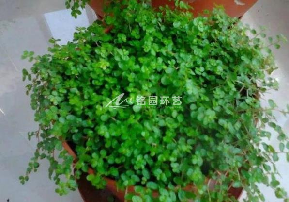 笔直绿化植物墙施工