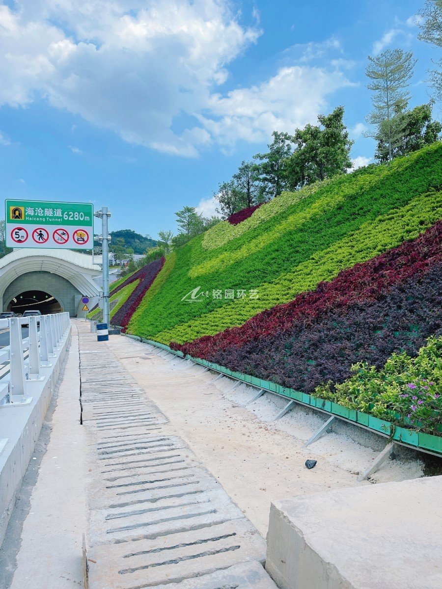 隧道绿化，厦门海沧隧道护坡笔直绿化景观